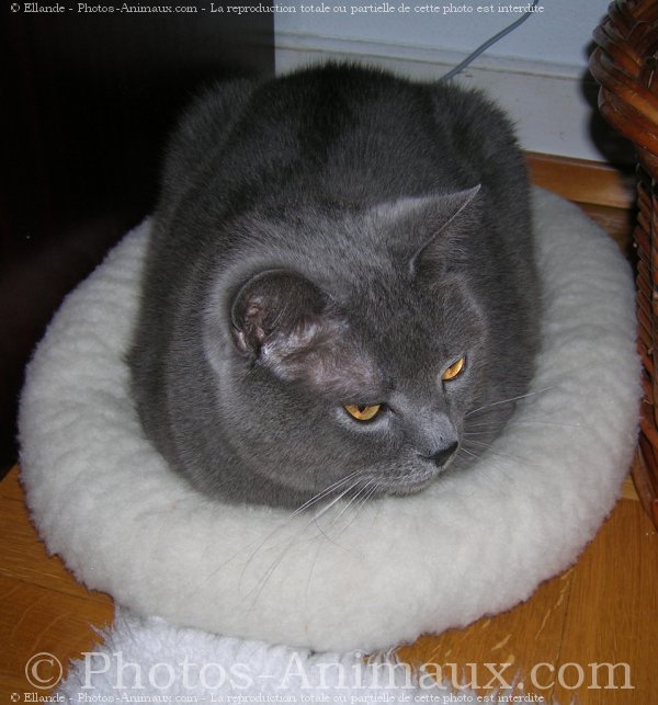 Photo de Chartreux