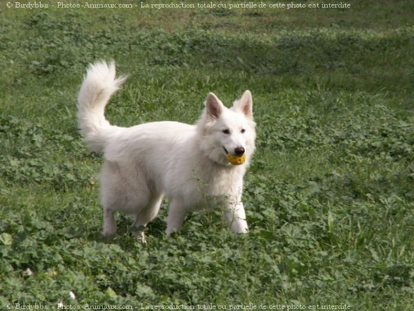 Photo de Berger blanc suisse