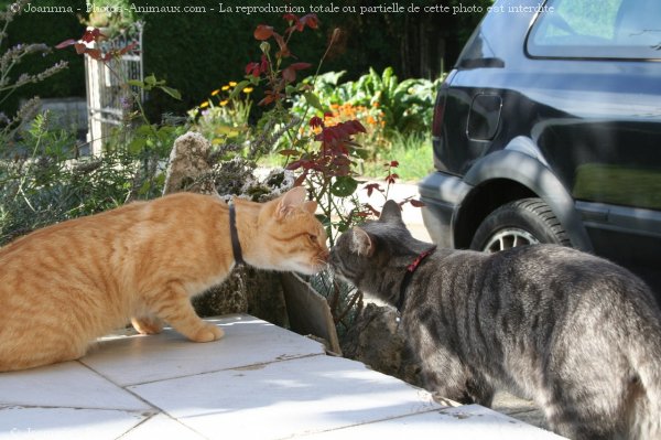 Photo de Chat domestique