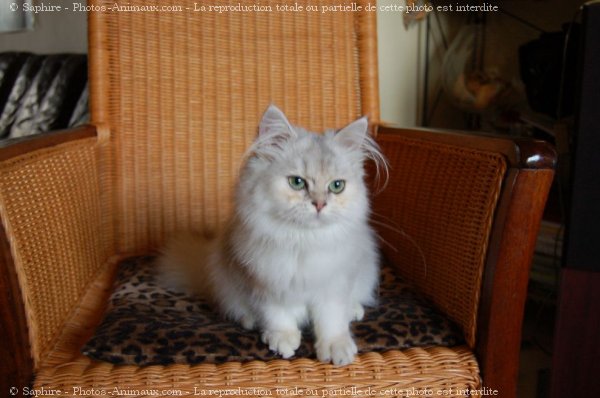 Photo de British longhair