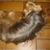 Photo de Yorkshire terrier