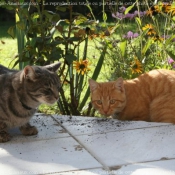 Photo de Chat domestique