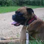 Photo de Boxer