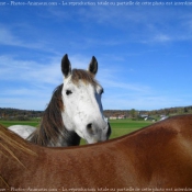 Photo de Croisement