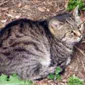 Photo de Chat domestique