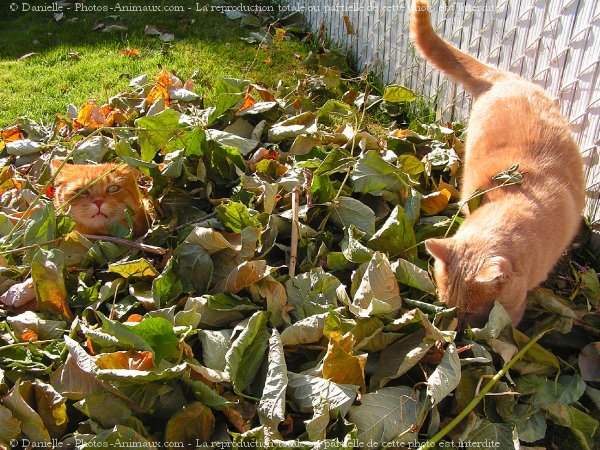 Photo de Chat domestique