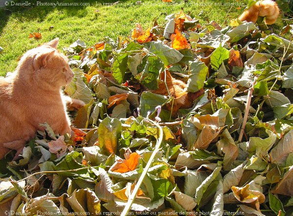 Photo de Chat domestique