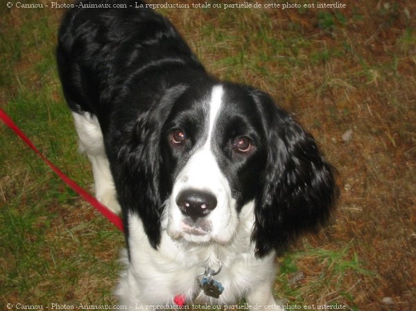 Photo d'English springer spaniel