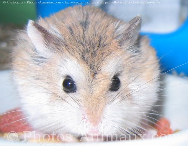 Photo de Hamster