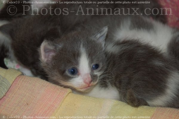 Photo de Chat domestique