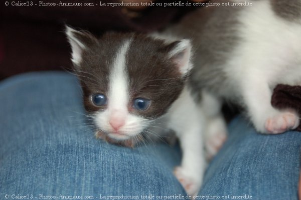 Photo de Chat domestique