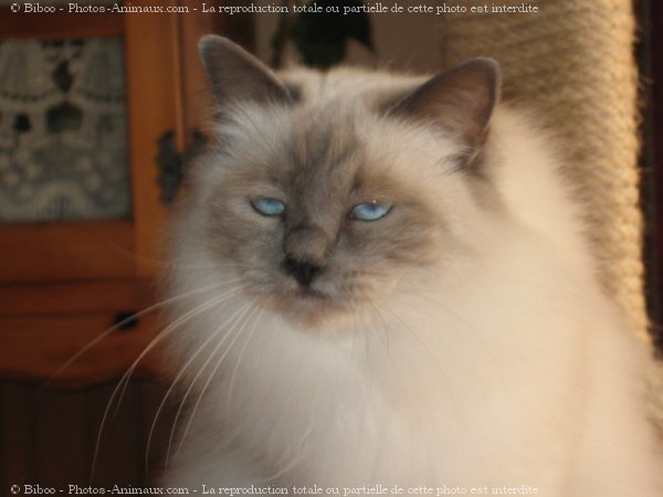 Photo de Sacr de birmanie