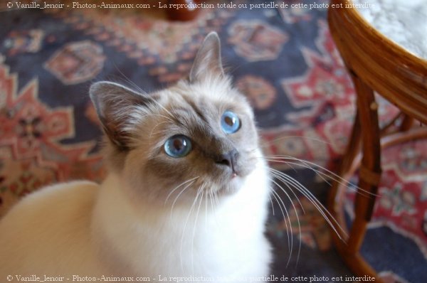 Photo de Sacr de birmanie