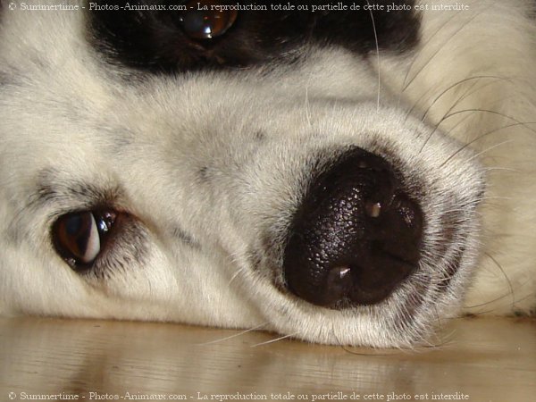 Photo de Border collie