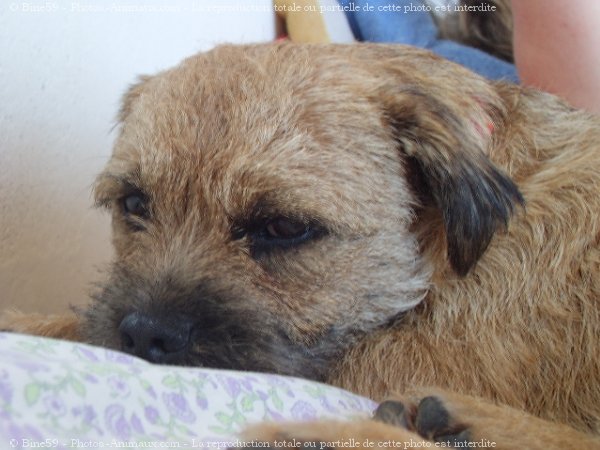 Photo de Border terrier