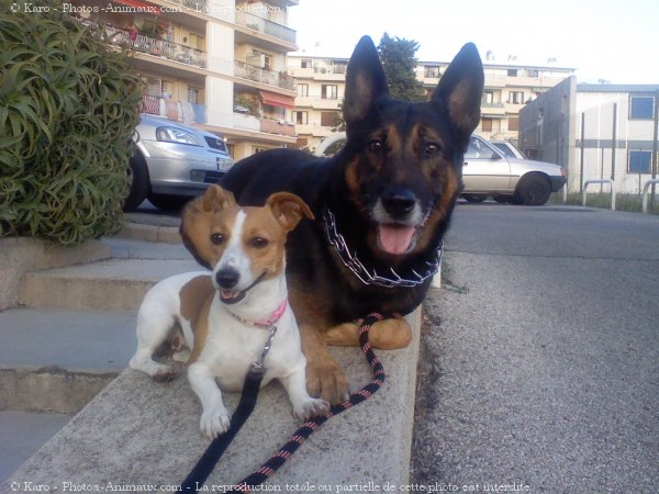 Photo de Jack russell terrier