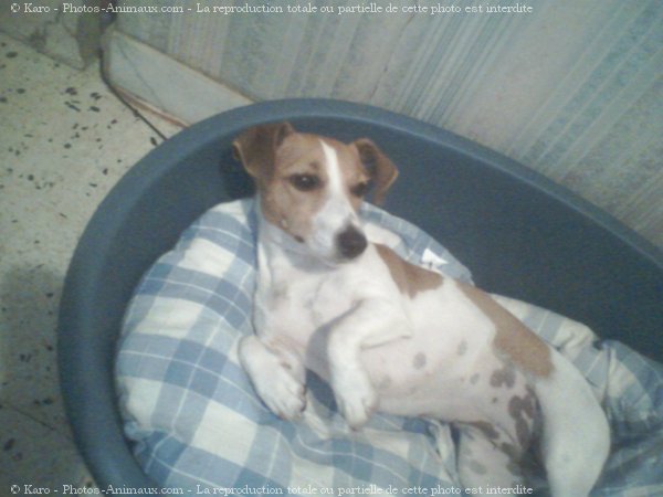 Photo de Jack russell terrier