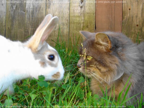 Photo de Races diffrentes