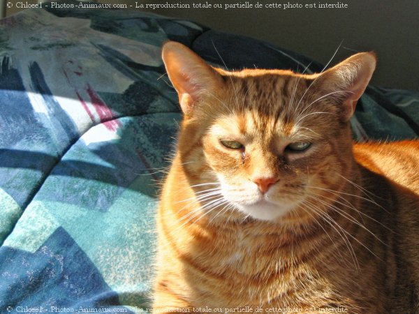 Photo de Chat domestique