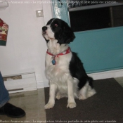 Photo d'English springer spaniel