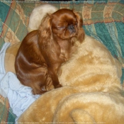 Photo de King charles spaniel