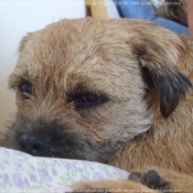 Photo de Border terrier