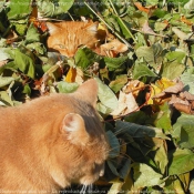 Photo de Chat domestique