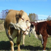 Photo de Vache