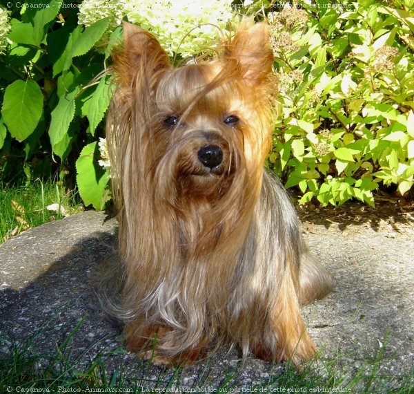 Photo de Yorkshire terrier