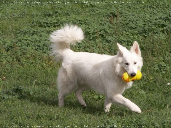 Photo de Berger blanc suisse