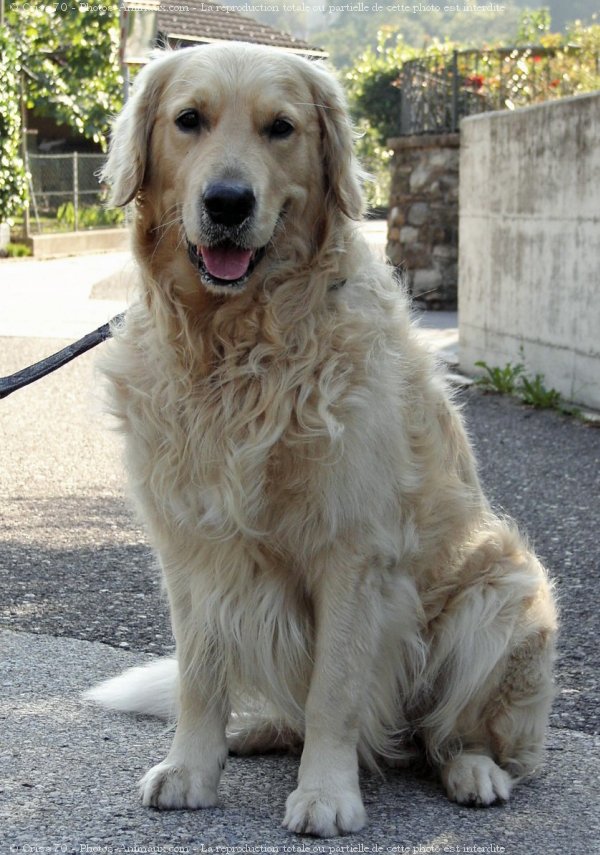 Photo de Golden retriever