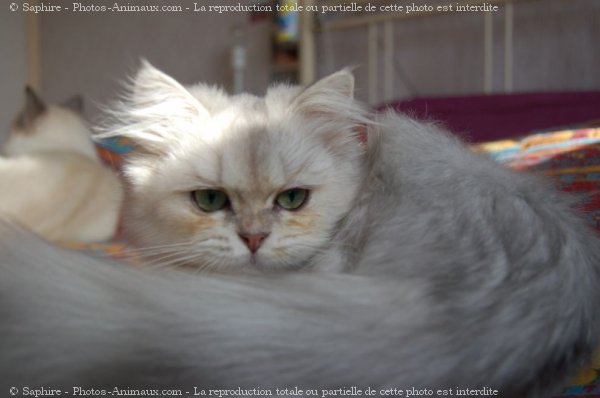 Photo de British longhair