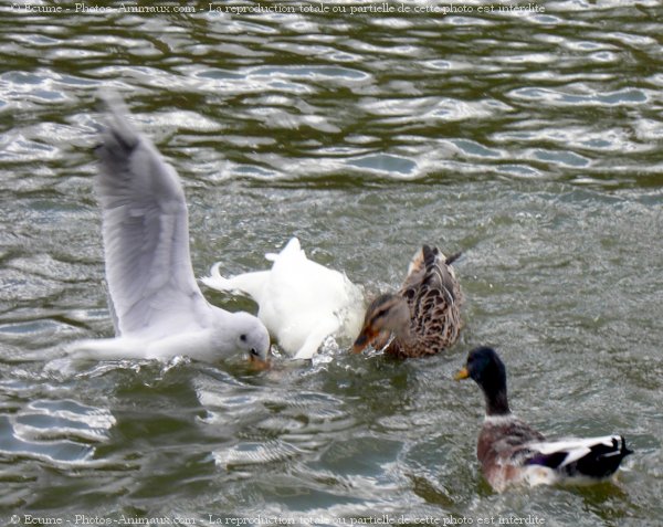 Photo de Races diffrentes