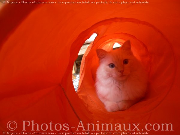 Photo de Ragdoll