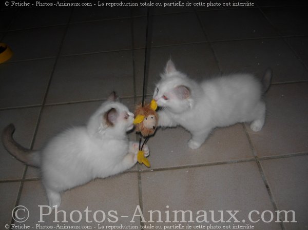 Photo de Ragdoll