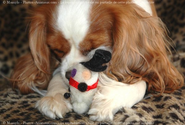 Photo de Cavalier king charles spaniel