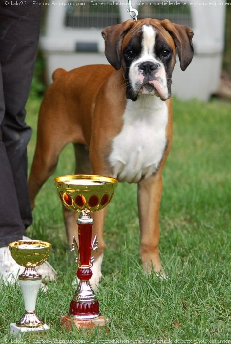 Photo de Boxer