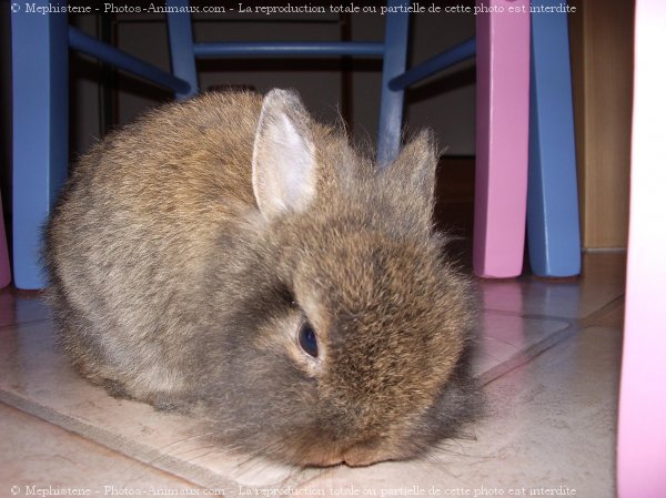 Photo de Lapin