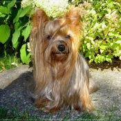 Photo de Yorkshire terrier