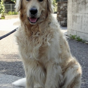 Photo de Golden retriever