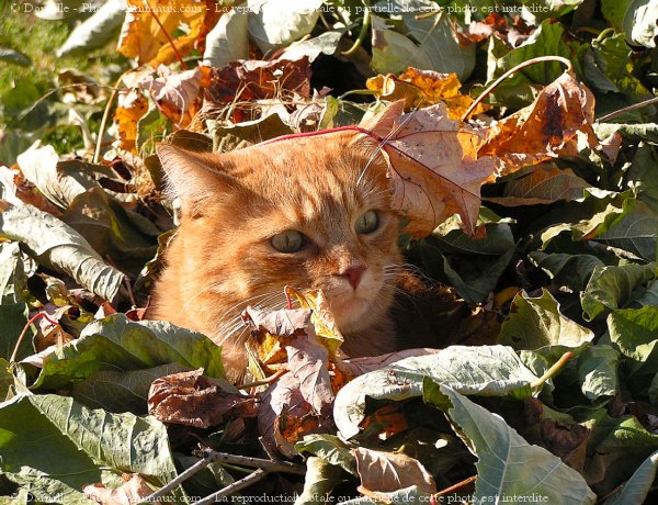 Photo de Chat domestique