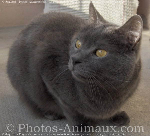 Photo de Chartreux