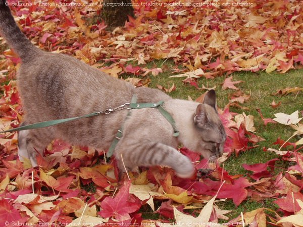 Photo de Chat domestique