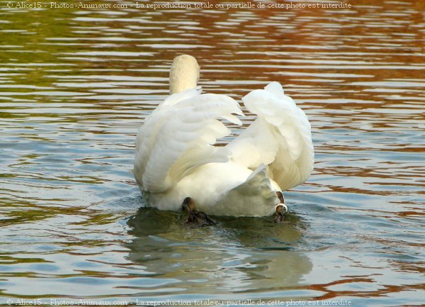 Photo de Cygne