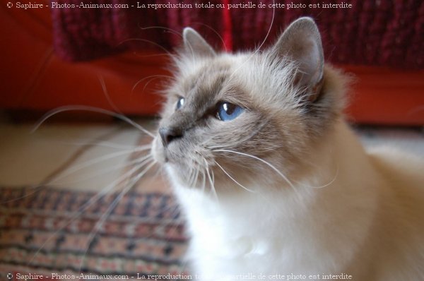 Photo de Sacr de birmanie