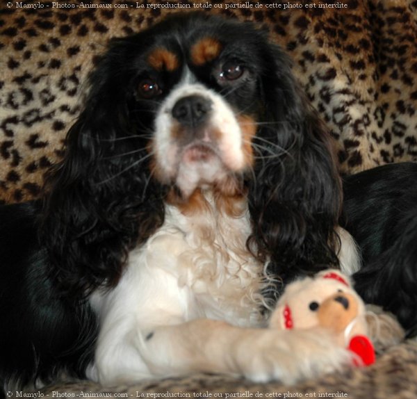 Photo de Cavalier king charles spaniel