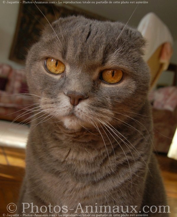 Photo de Scottish fold