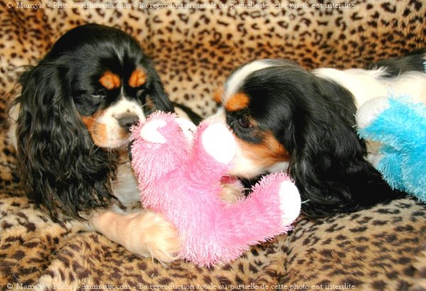 Photo de Cavalier king charles spaniel