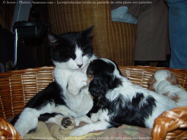 Photo de Cavalier king charles spaniel