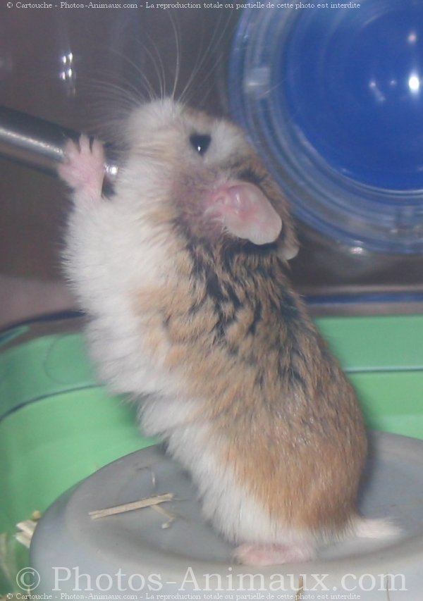 Photo de Hamster